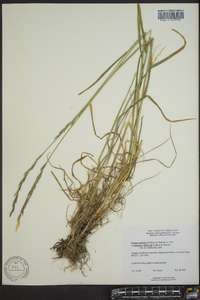 Elymus alaskanus image