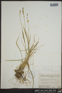 Elymus alaskanus image