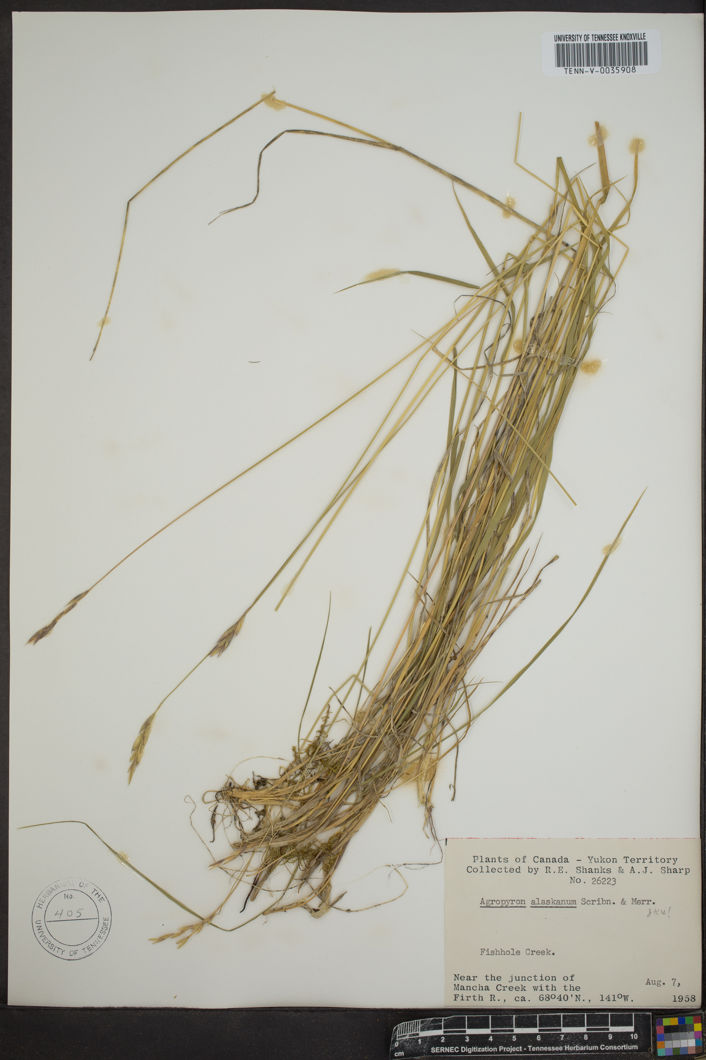 Elymus alaskanus image