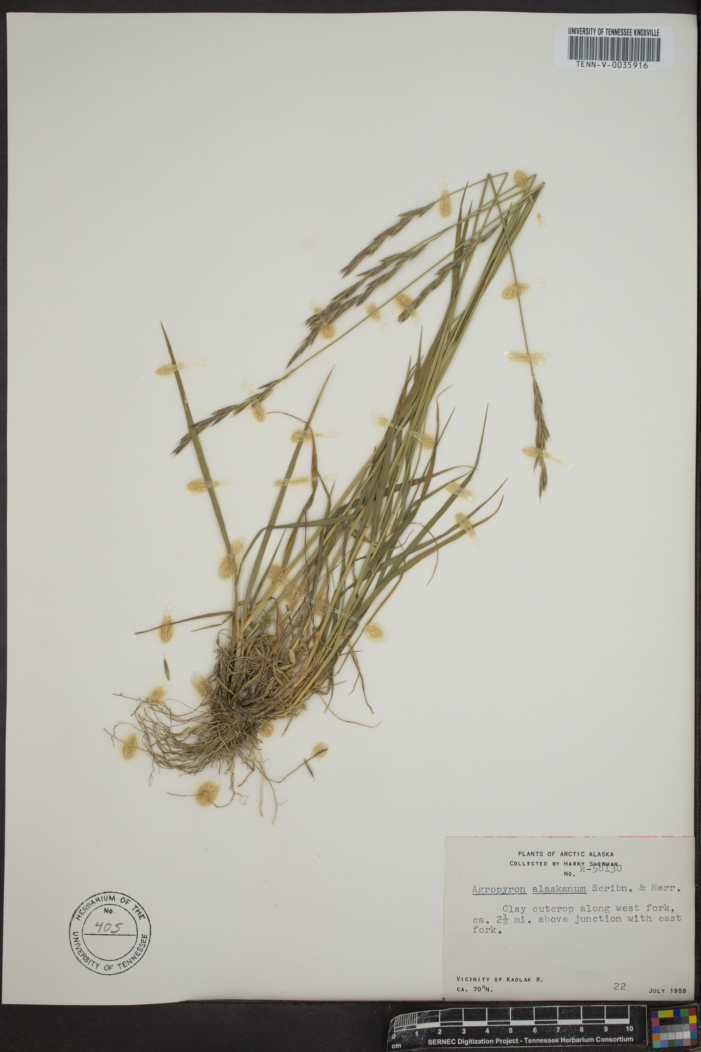 Elymus alaskanus image