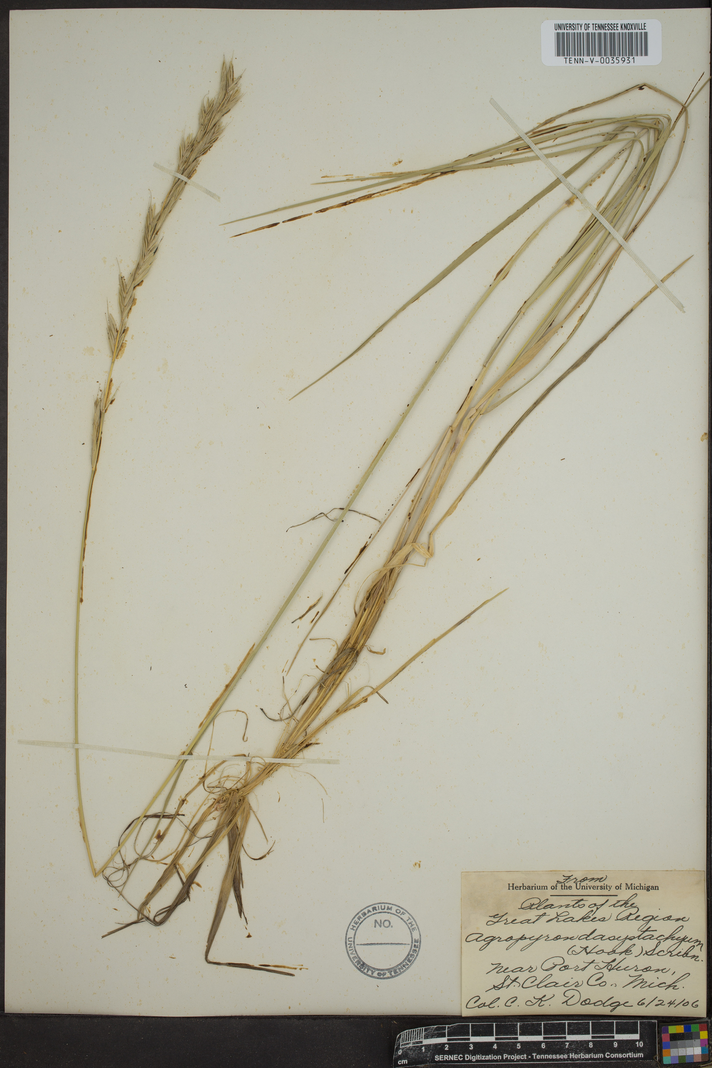 Elymus lanceolatus subsp. lanceolatus image