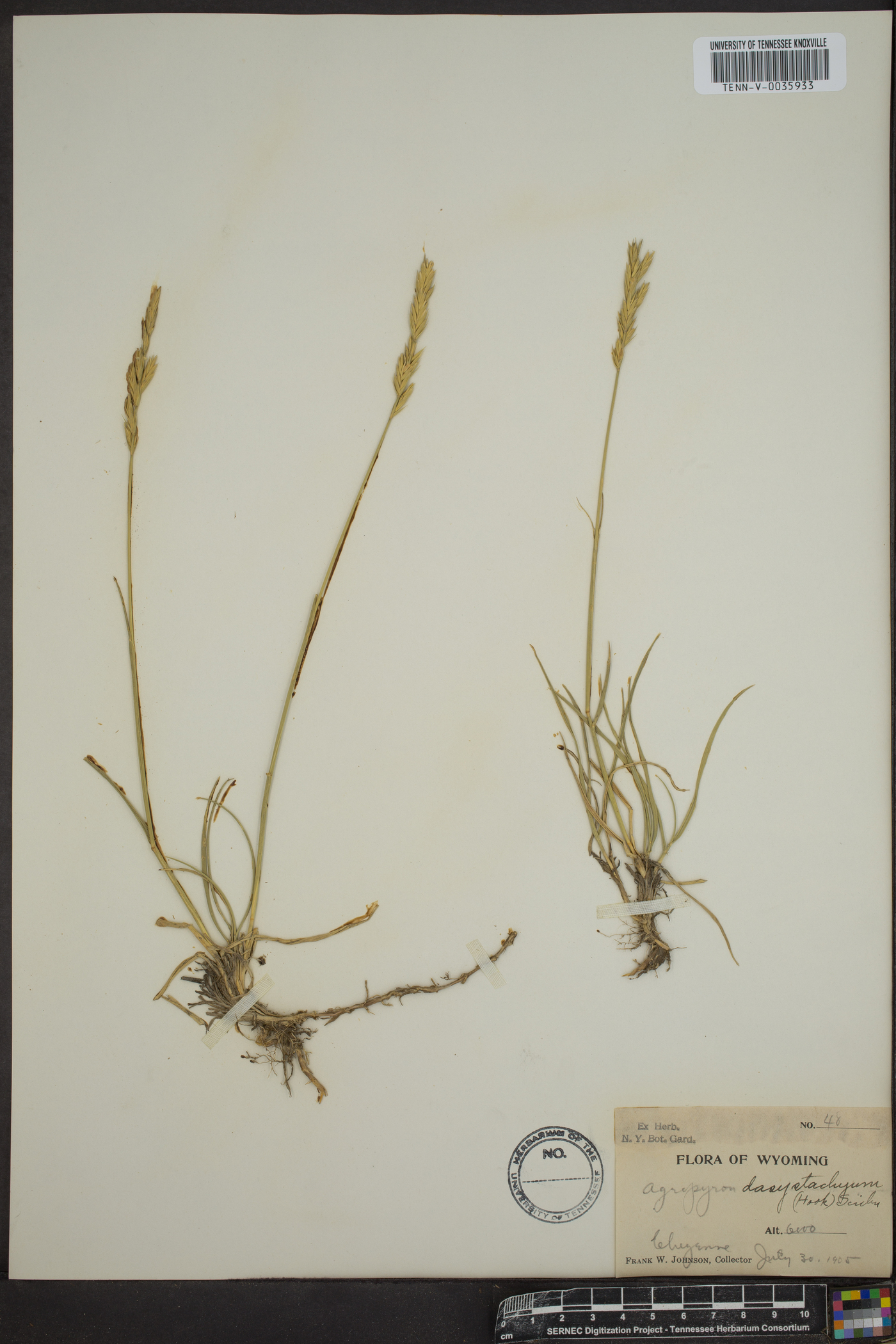 Elymus lanceolatus subsp. lanceolatus image