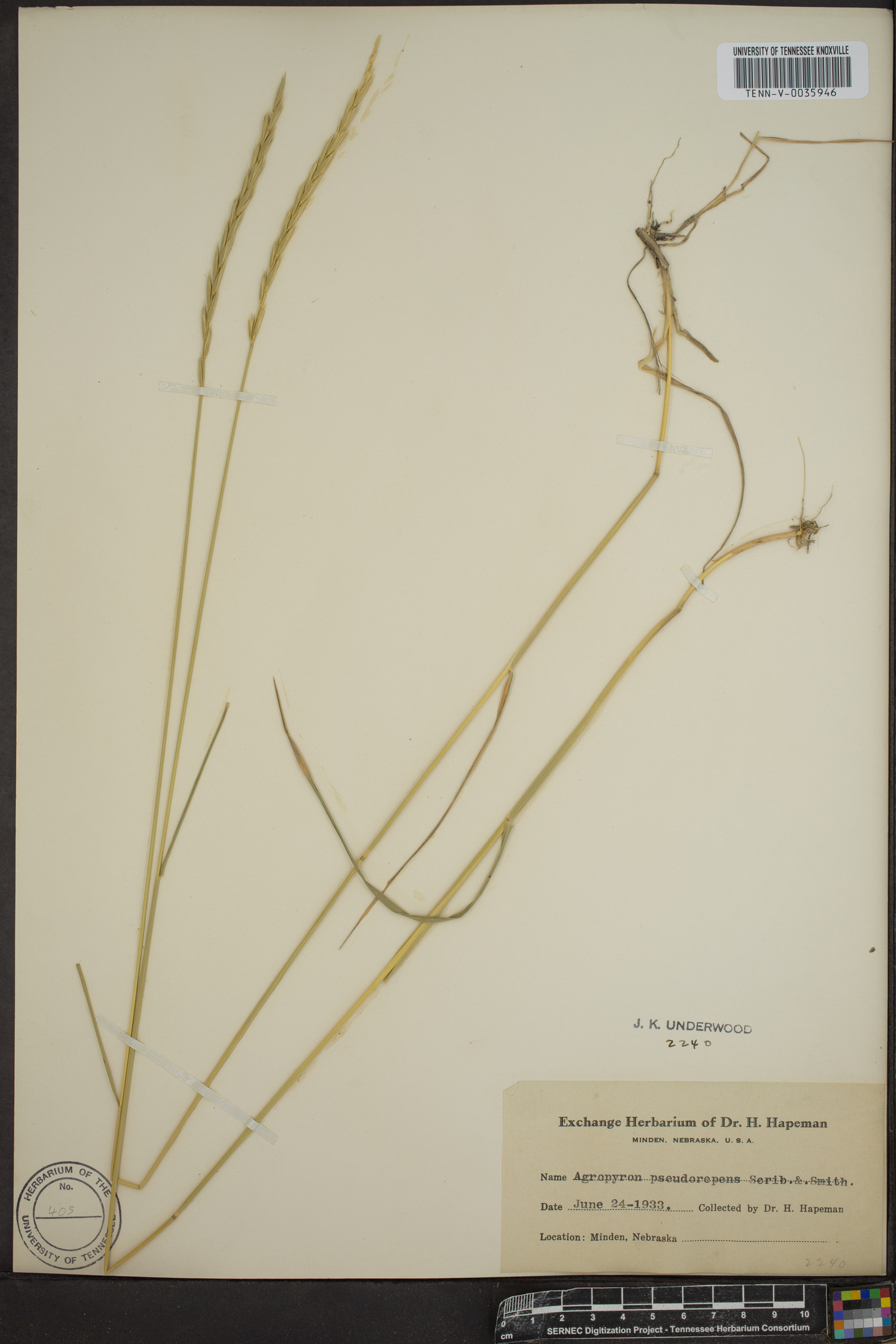 Elymus x pseudorepens image