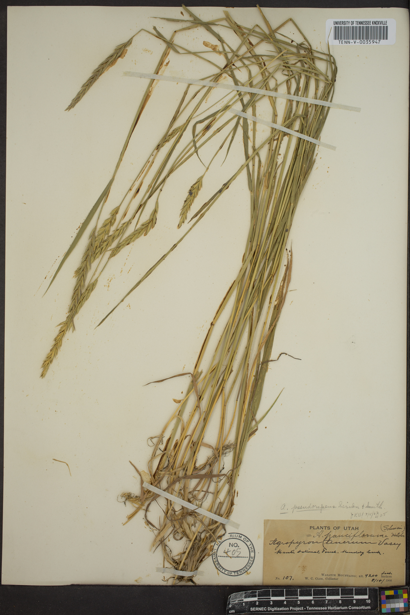 Elymus x pseudorepens image