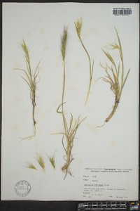 Elymus scribneri image