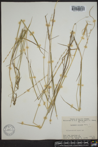 Elymus macrourus image