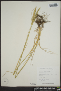 Pascopyrum smithii image