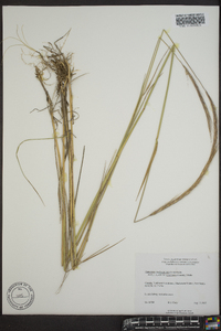 Elymus trachycaulus subsp. subsecundus image