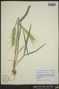 Triticum aestivum image