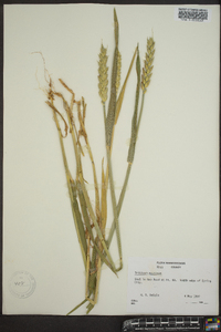 Triticum aestivum image