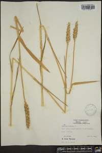 Triticum aestivum image