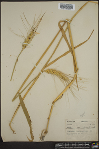 Triticum aestivum image