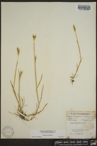 Hordeum pusillum image