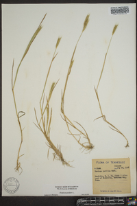 Hordeum pusillum image