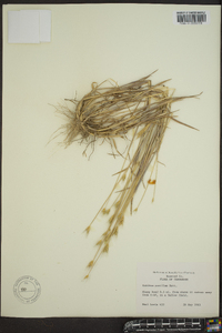 Hordeum pusillum image