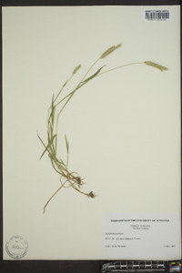 Hordeum pusillum image