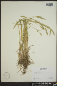 Hordeum pusillum image