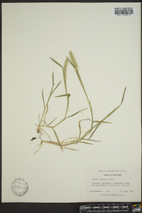 Hordeum pusillum image