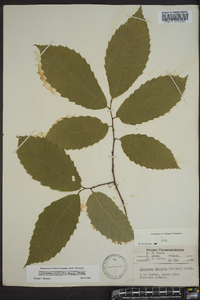 Castanea dentata image