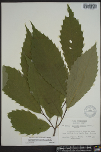 Castanea dentata image