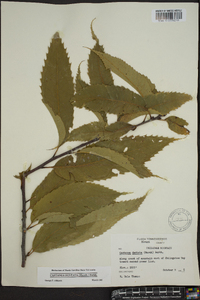 Castanea dentata image