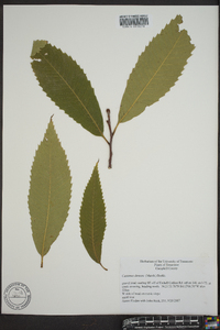 Castanea dentata image