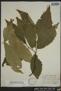 Castanea dentata image