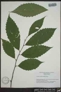 Castanea dentata image