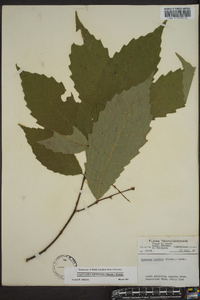 Castanea dentata image