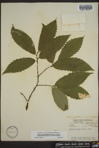 Castanea dentata image