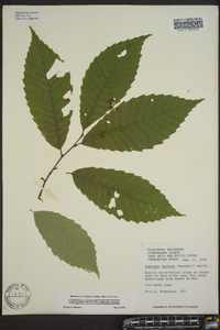 Castanea dentata image