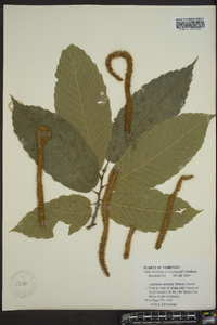 Castanea dentata image