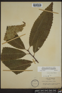 Castanea dentata image