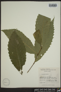 Castanea dentata image