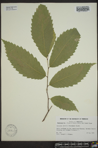 Castanea dentata image