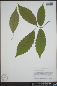 Castanea dentata image