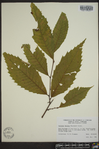 Castanea dentata image