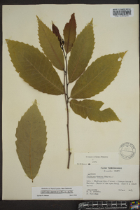 Castanea dentata image