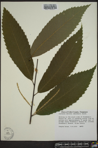 Castanea dentata image