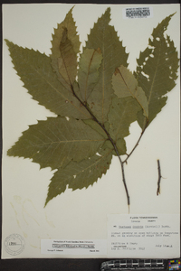 Castanea dentata image