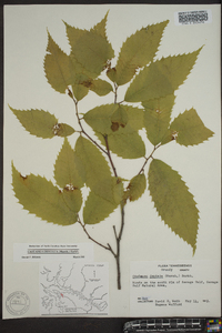 Castanea dentata image