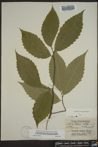 Castanea dentata image