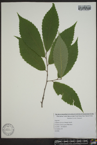 Castanea dentata image