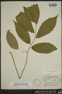 Castanea dentata image