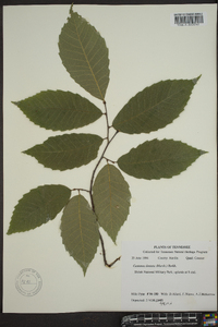 Castanea dentata image