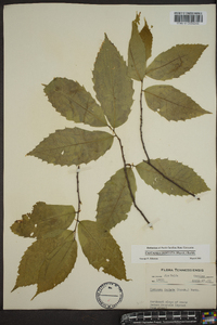 Castanea dentata image