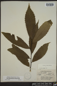 Castanea dentata image