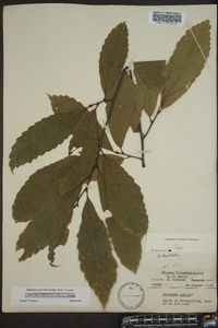 Castanea dentata image