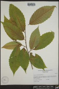 Castanea dentata image