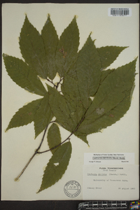 Castanea dentata image